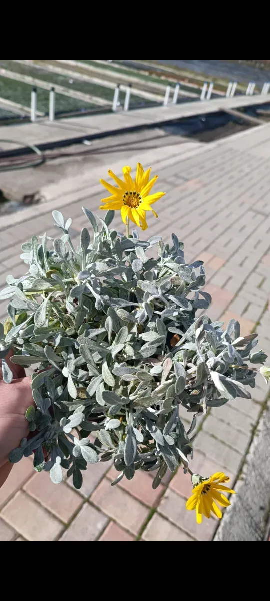 Gazaniea perena - 1