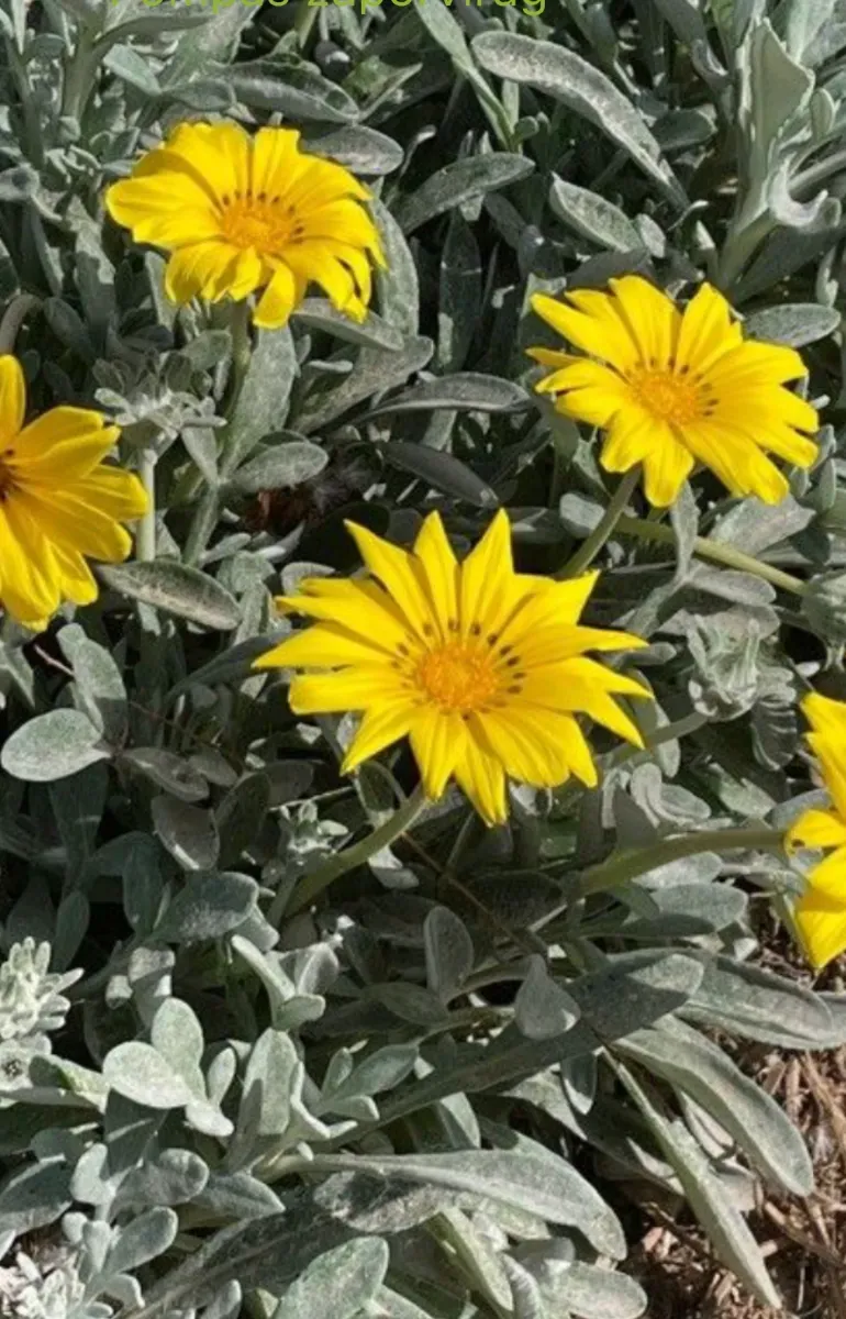 Gazaniea perena - 0