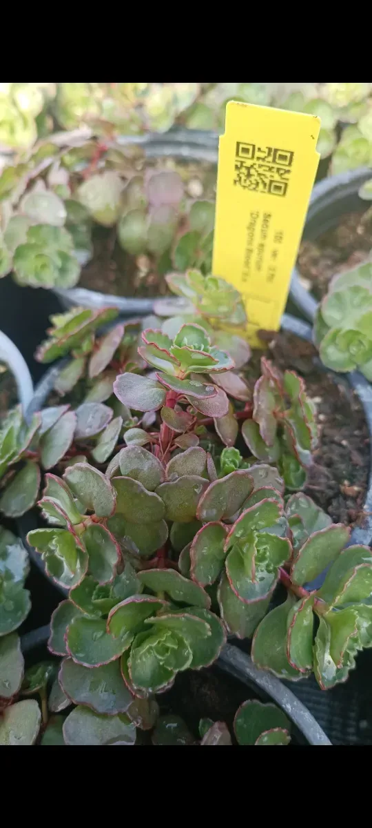 Sedum perene - 1