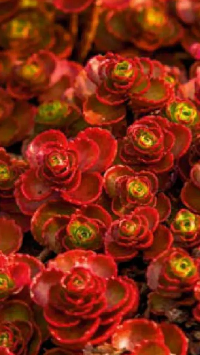 Sedum perene - 0
