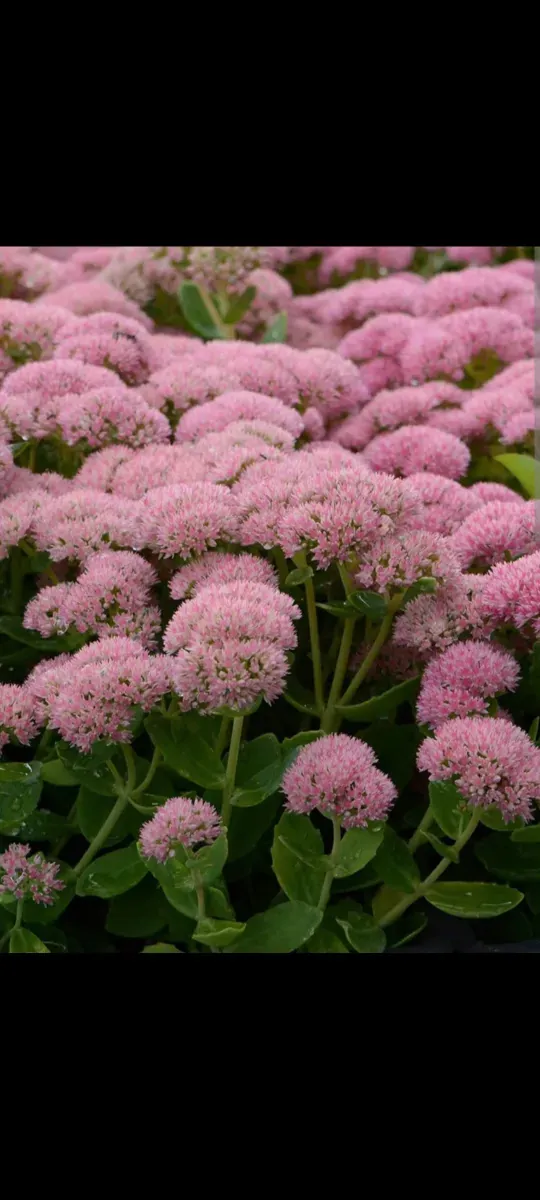Sedum floarea grasă cu Frunze crestate - 0