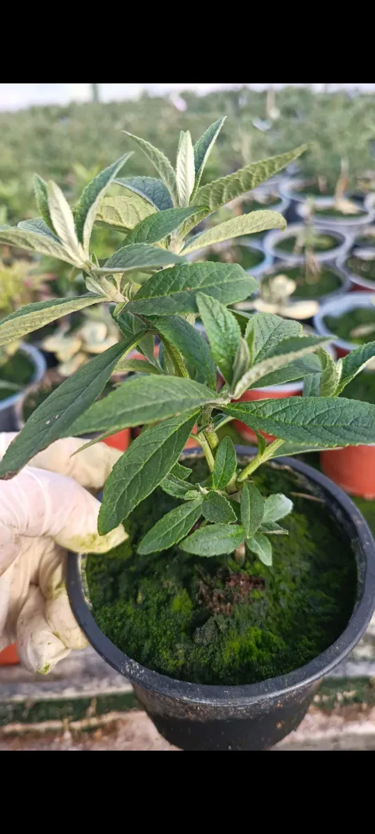 Liliac Indian - 1