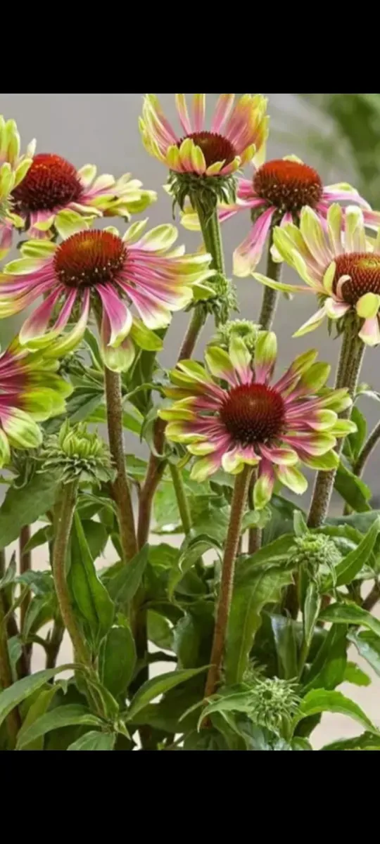 Echinacea tufă formată - 0