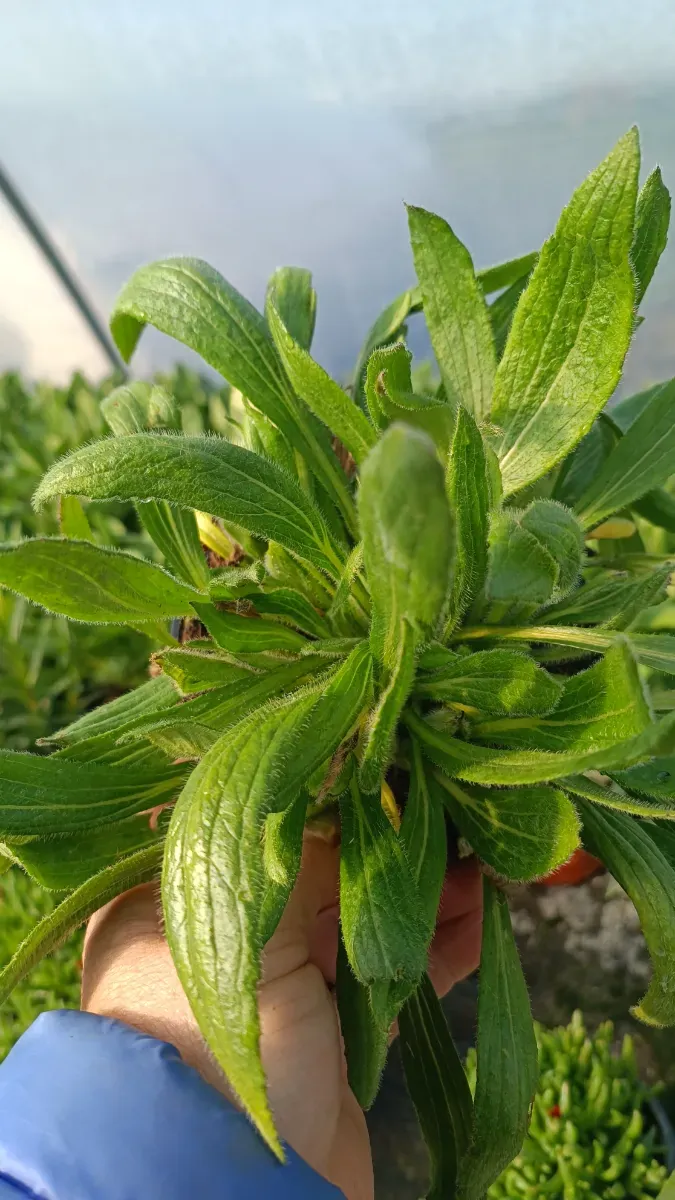 Echinacea tufă formată - 1