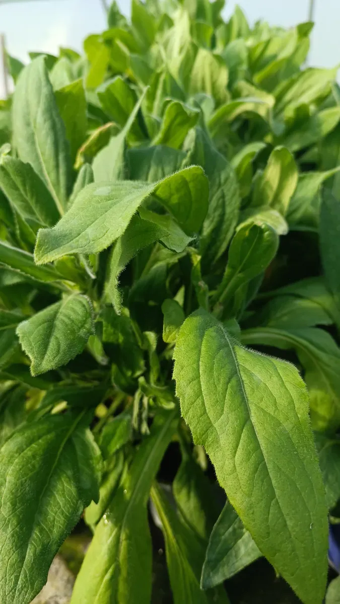 Rudbechia - 1