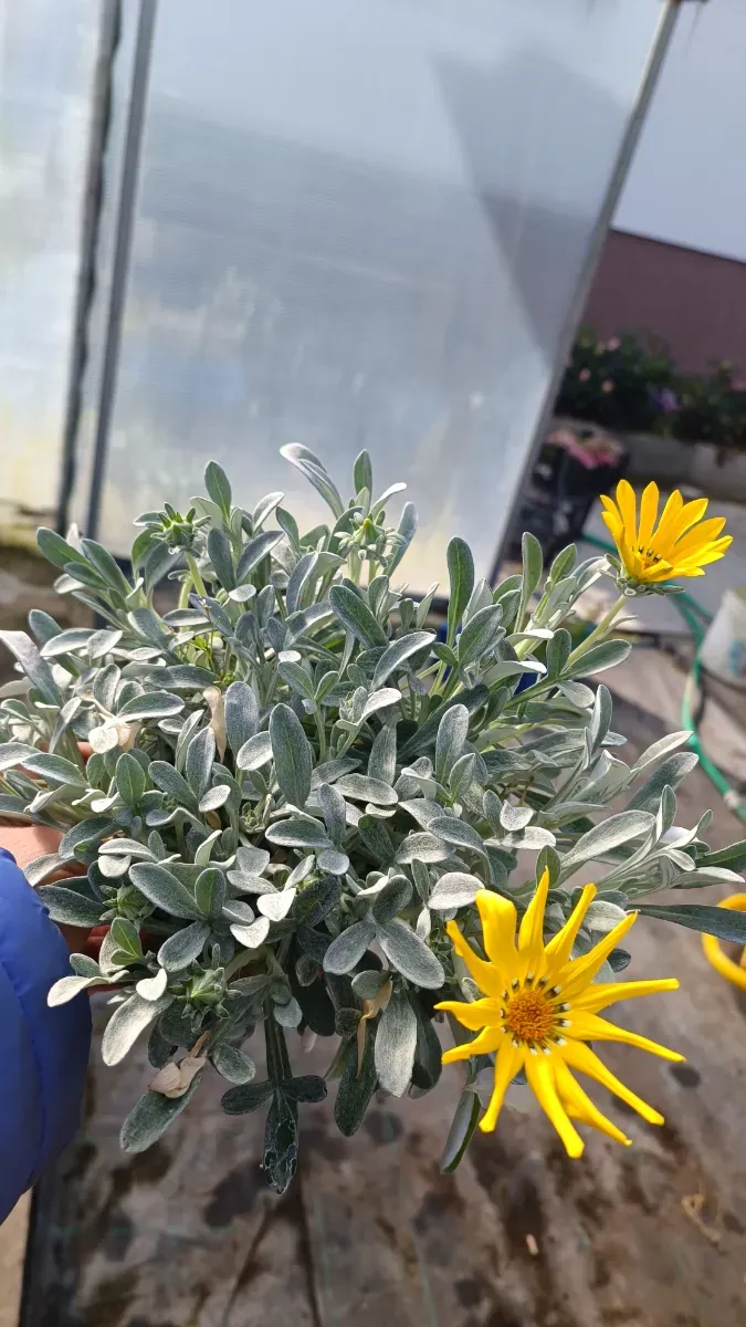 Gazaniea perena tufă formată - 1