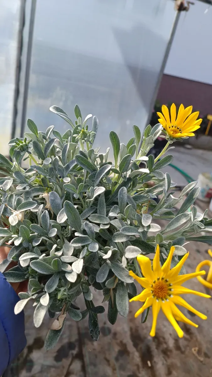 Gazaniea perena tufă formată - 0