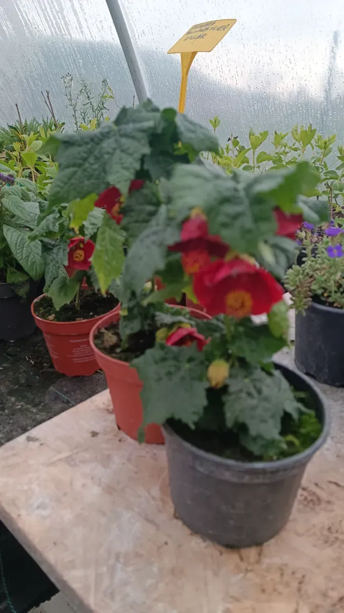 Abutilon roșu - 0