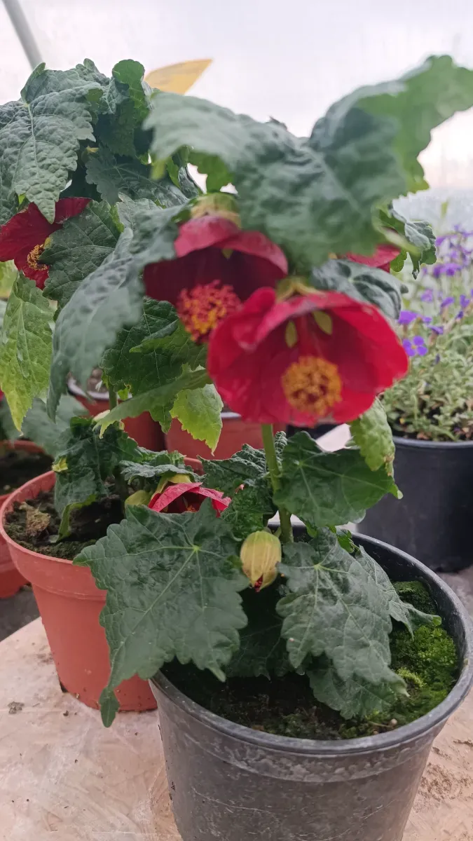Abutilon roșu - 1