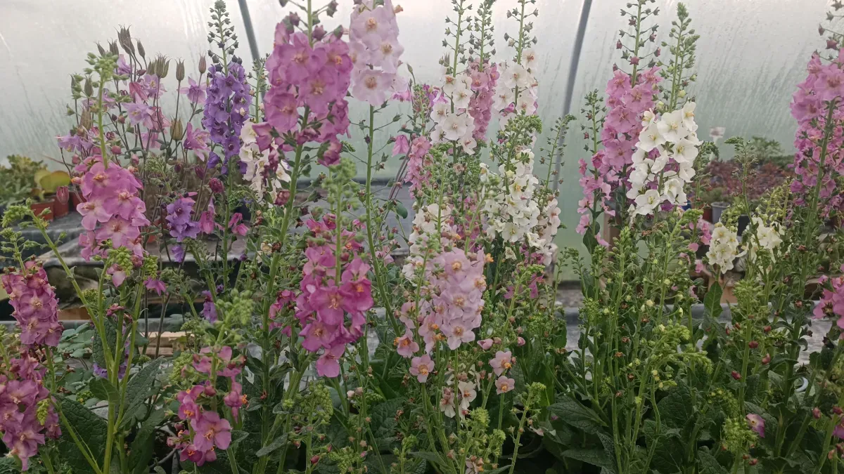 Verbascum - 0