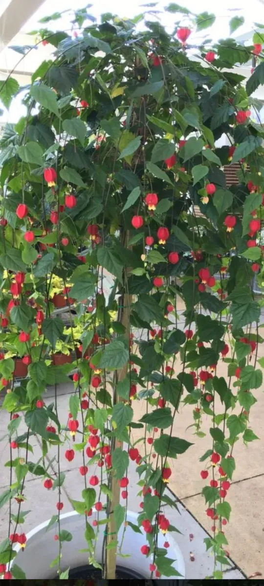Abutilon megapotanicum - 0