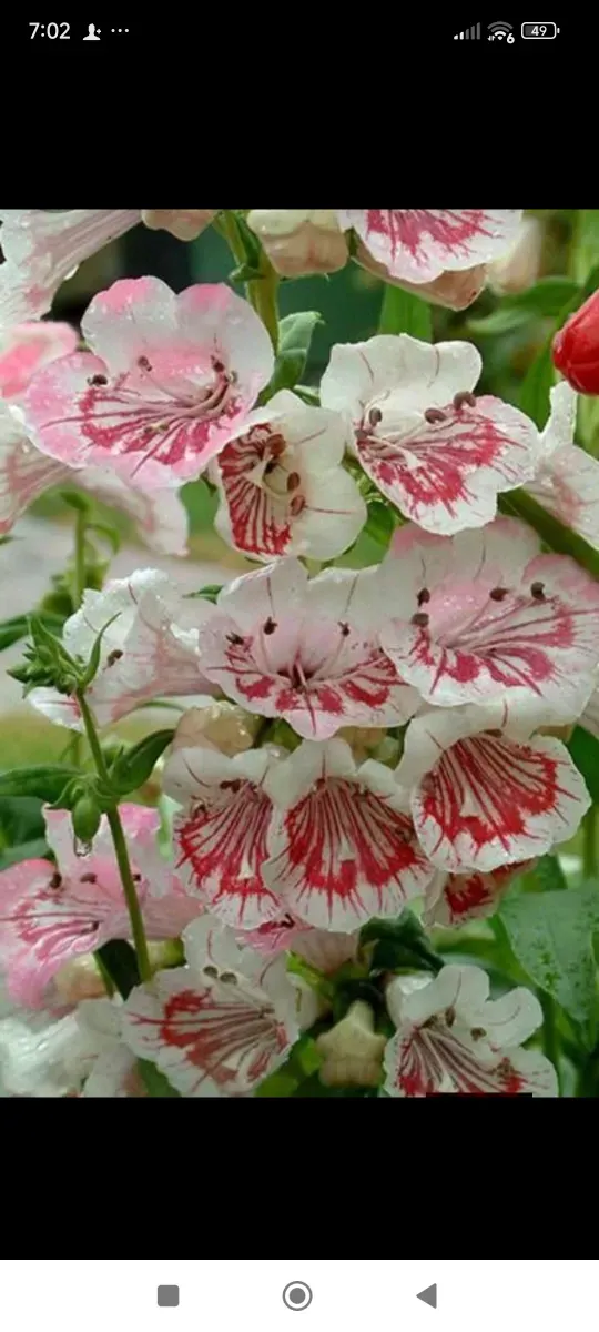 Penstemon la pachet 5 Culori diferite - 0