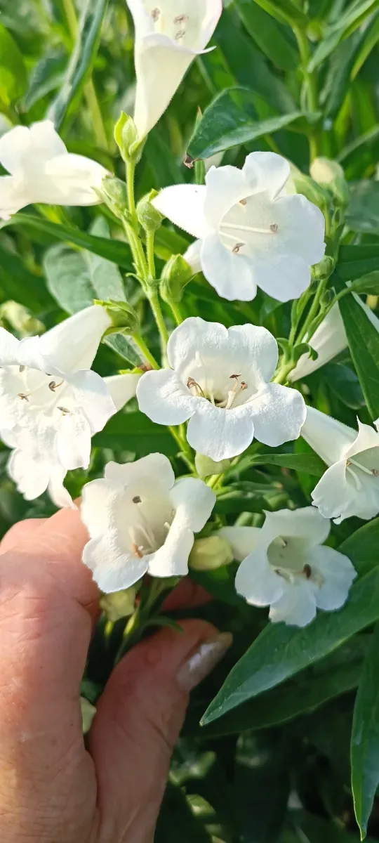 Penstemon la pachet 5 Culori diferite - 1