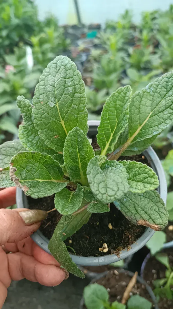 Verbascum - 0