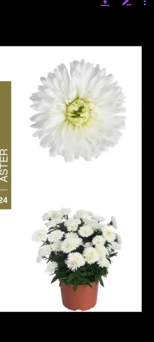 Aster alb cu Flori Duble - 0