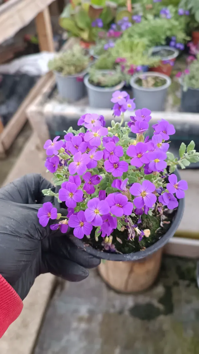 Aubrieta cascadă - 0