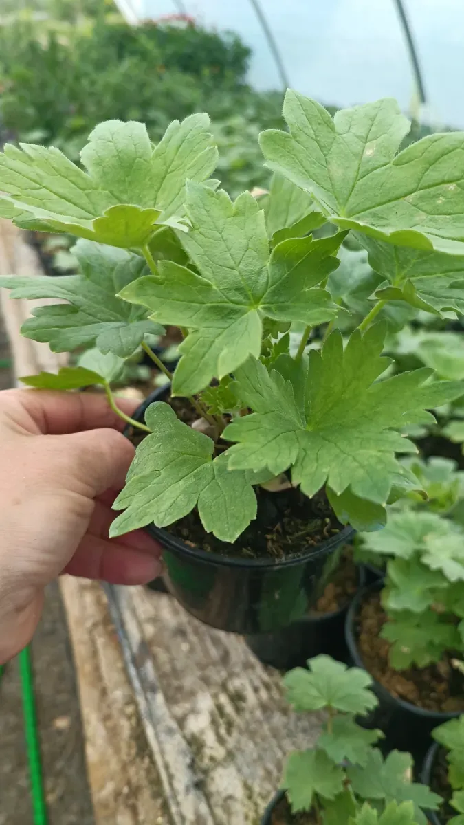 Pachet de Delphiniun Flori perene de gradina 5 Culori diferite 150 cu transport Cu tot - 1