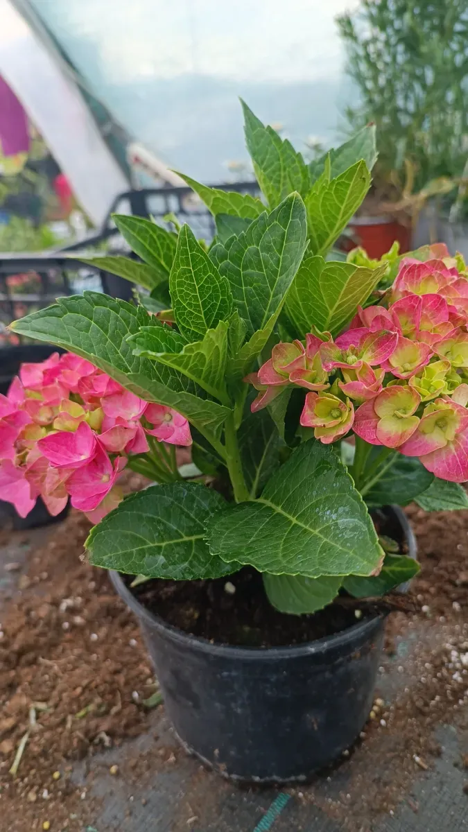 Hortensie cu Boboci aclimatizată 45 Ron ghiveci mare - 0
