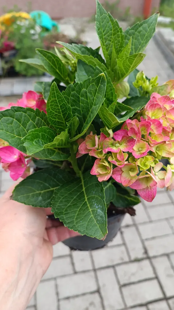 Hortensie cu Boboci aclimatizată 45 Ron ghiveci mare - 1