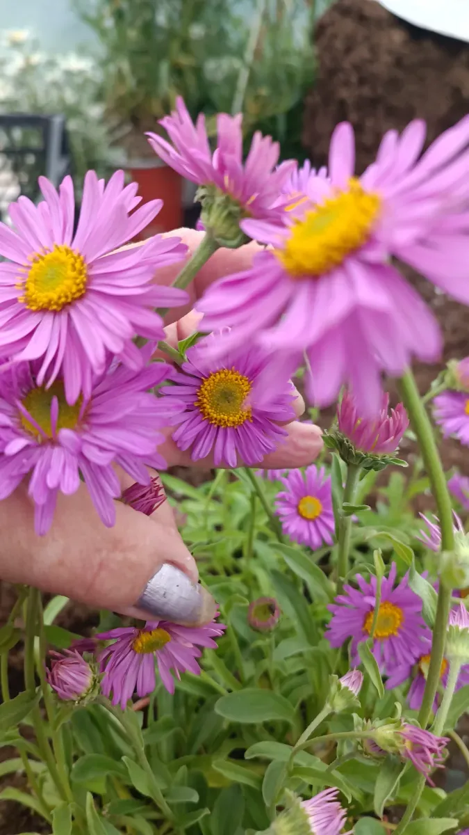 Aster alpino floare perenă pitică - 0