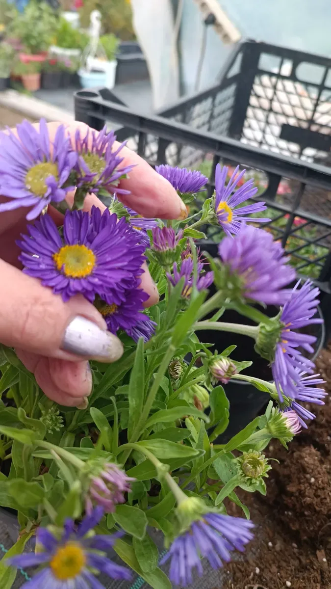 Aster alpino floare perenă pitică - 1