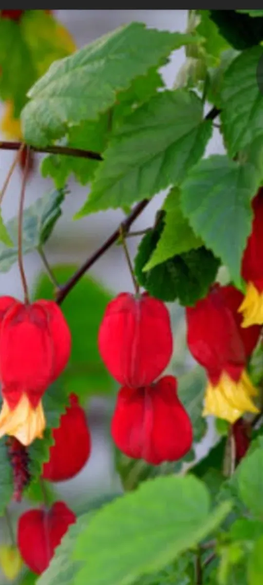 Abutilon megaptanicum - 1