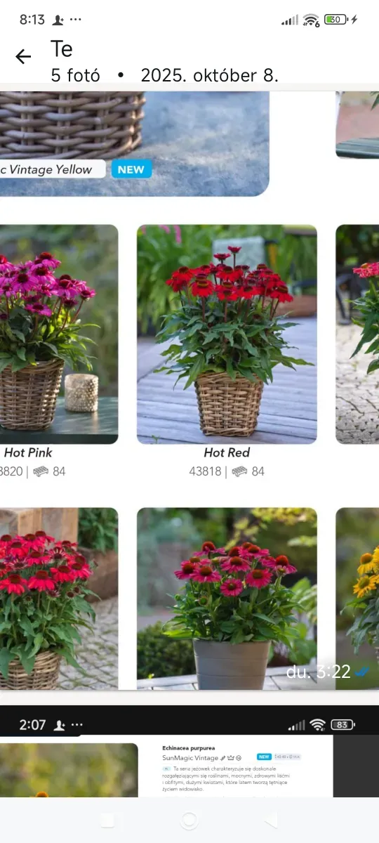 Echinacea pitică înfloresc toată perioada - 0