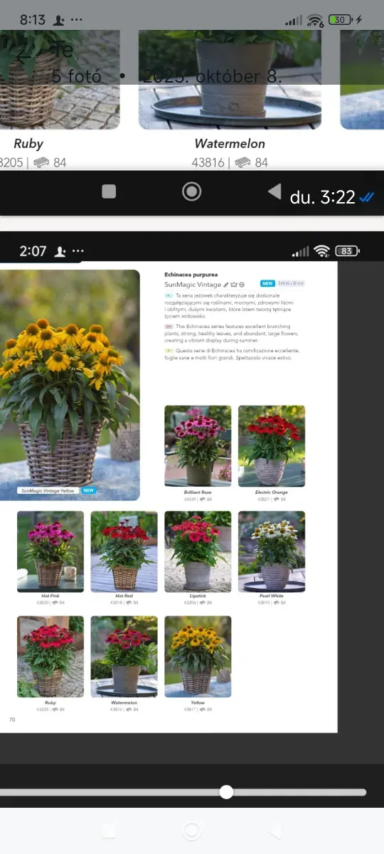 Echinacea pitică înfloresc toată perioada - 1