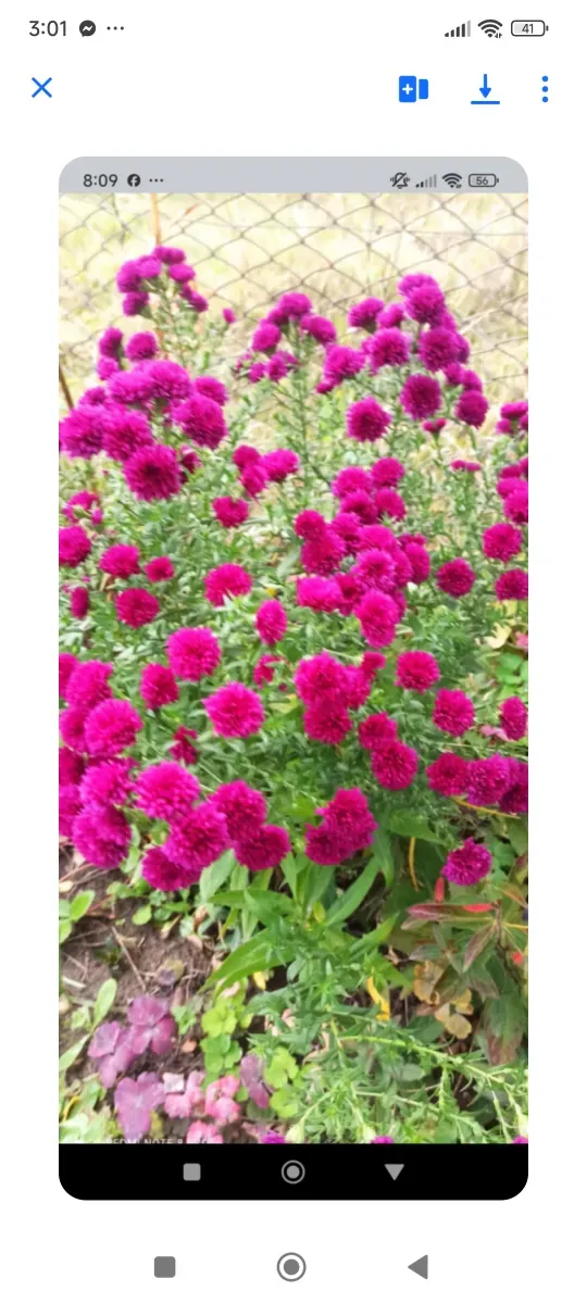 Aster roșu cu Flori Duble - 0