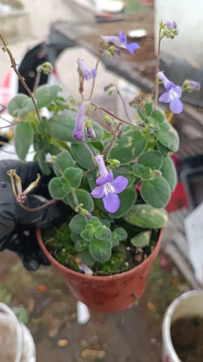 Streptocarpus - 1