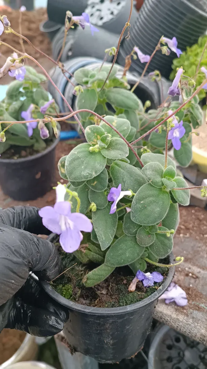 Streptocarpus - 0