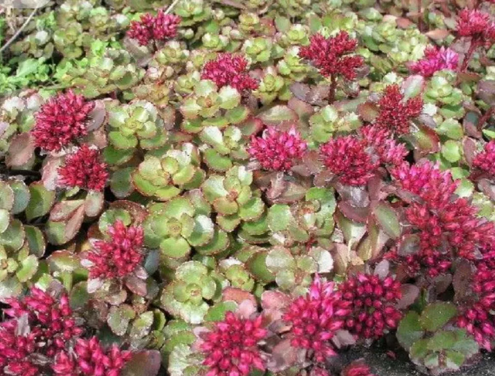 Sedum suculentă perenă - 0