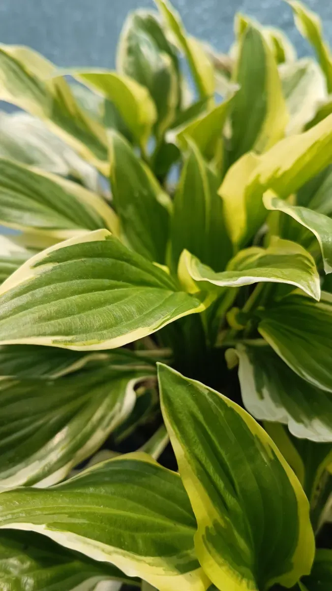 Hosta...crin parfumate cu mulți pui 25 Ron - 1