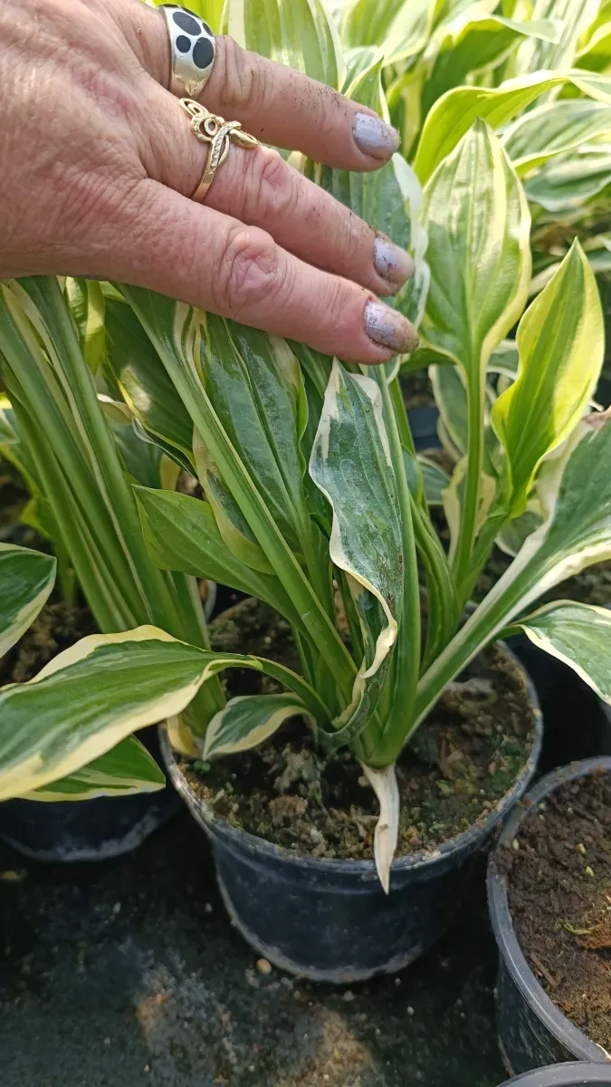 Hosta...crin parfumate cu mulți pui 25 Ron - 0