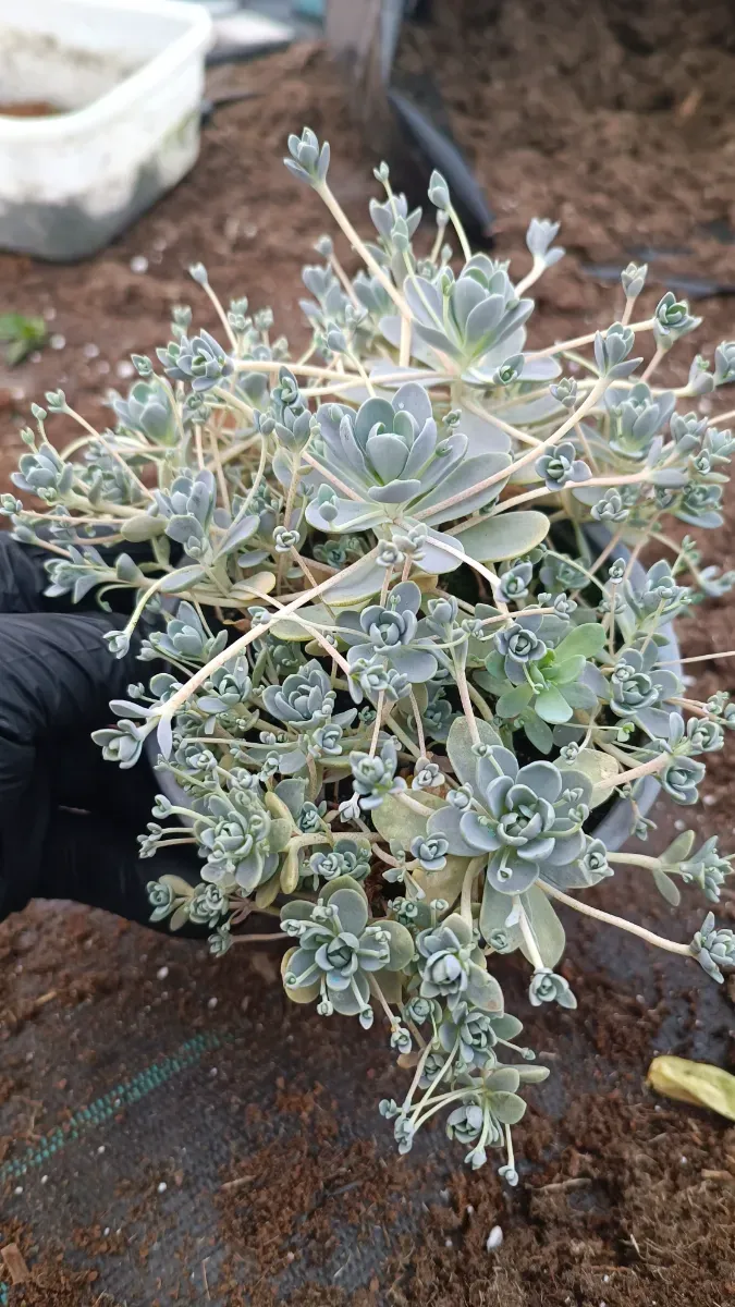 Sedum suculentă perenă că trandafiri - 0