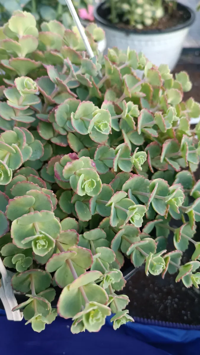 Sedum seiboldi la ghiveci mare cu agățător 35 Ron - 1