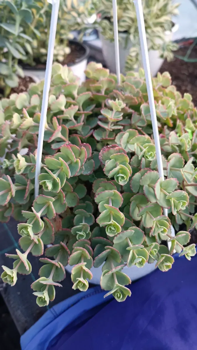 Sedum seiboldi la ghiveci mare cu agățător 35 Ron - 0