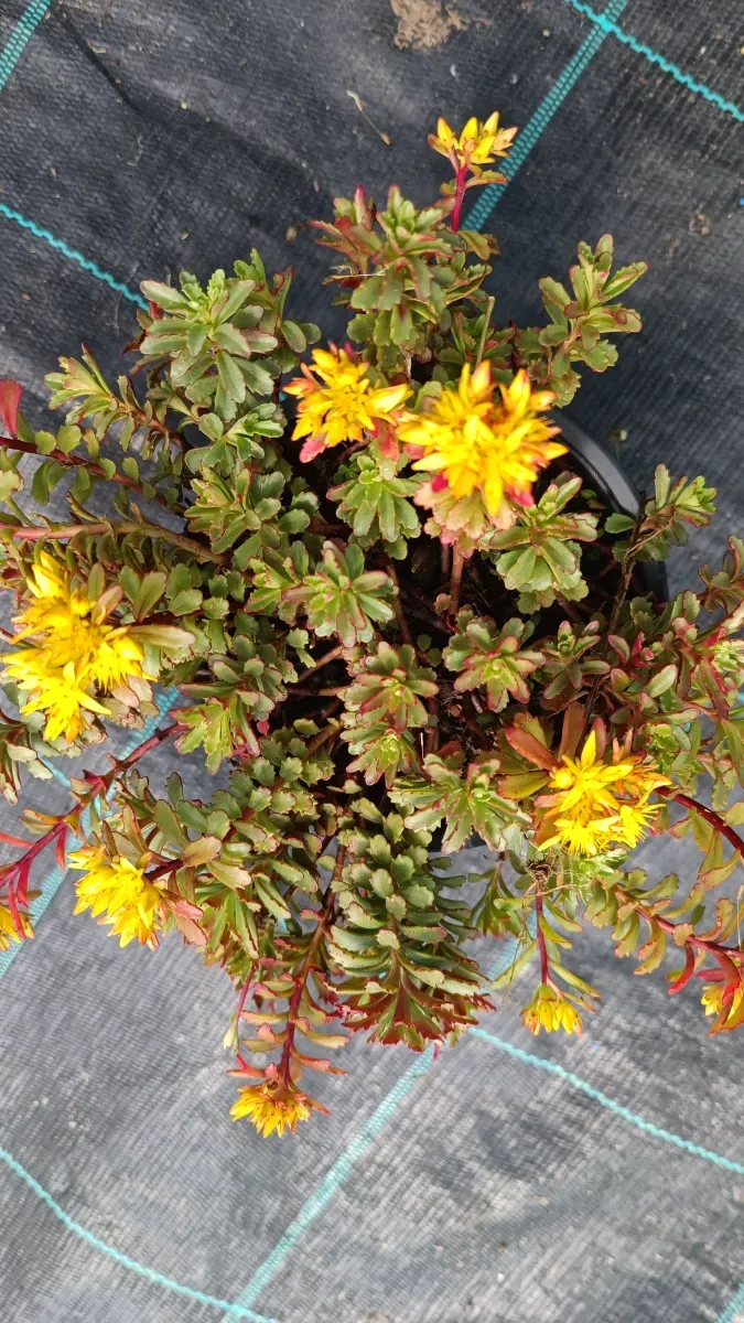 Sedum perene - 1