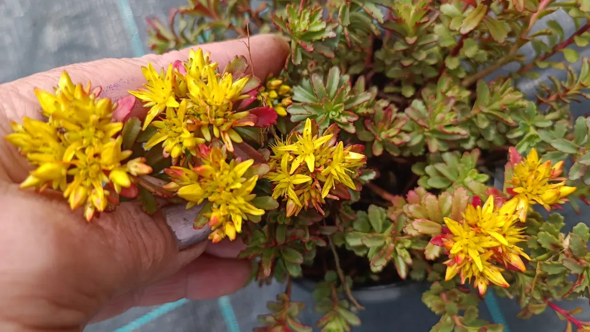 Sedum perene - 0