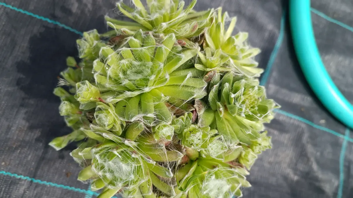 Sedum cactuși cu păianjen - 1