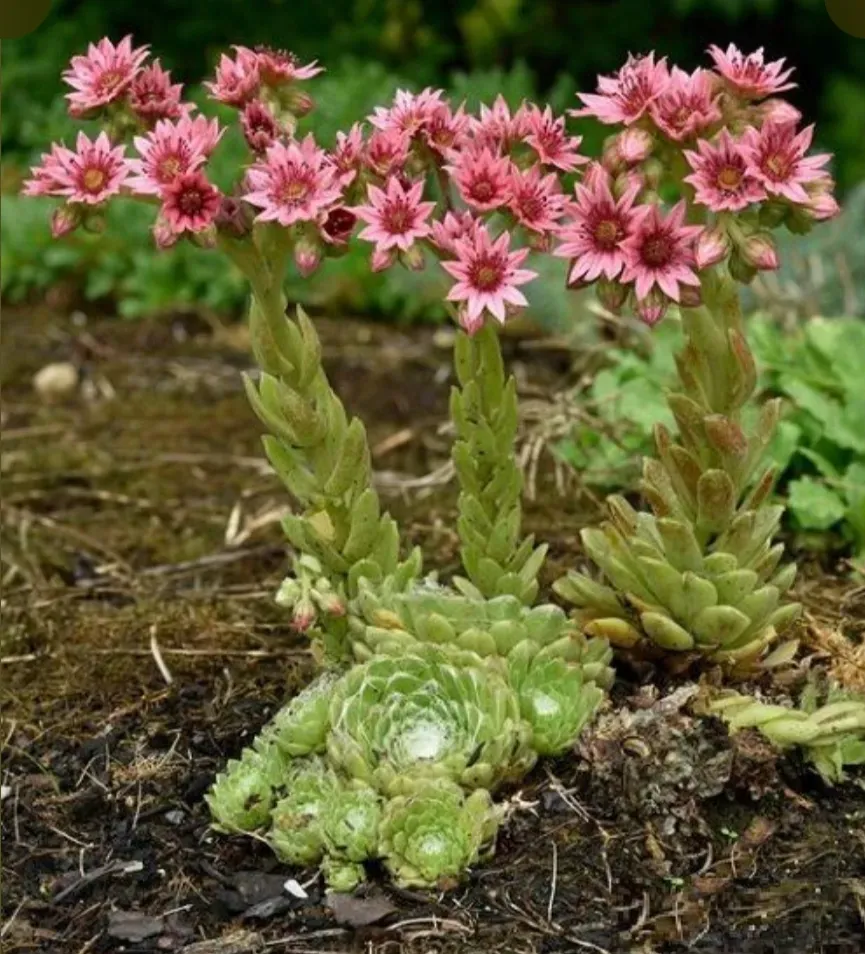 Sedum cactuși cu păianjen - 0