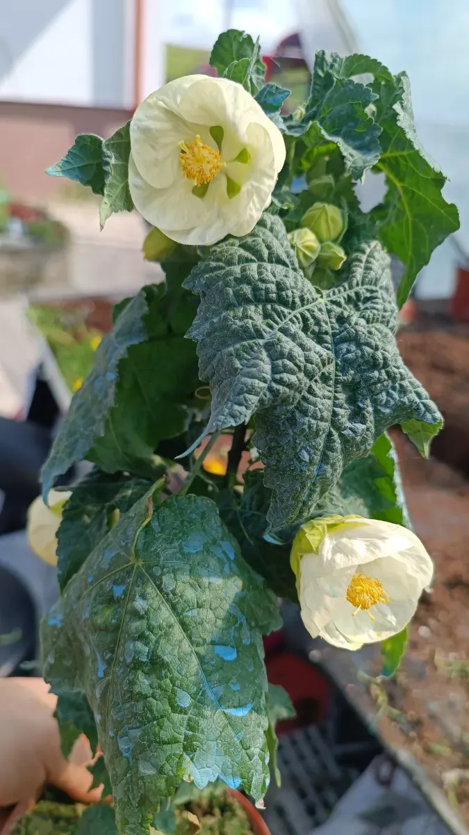 Abutilon alb - 0