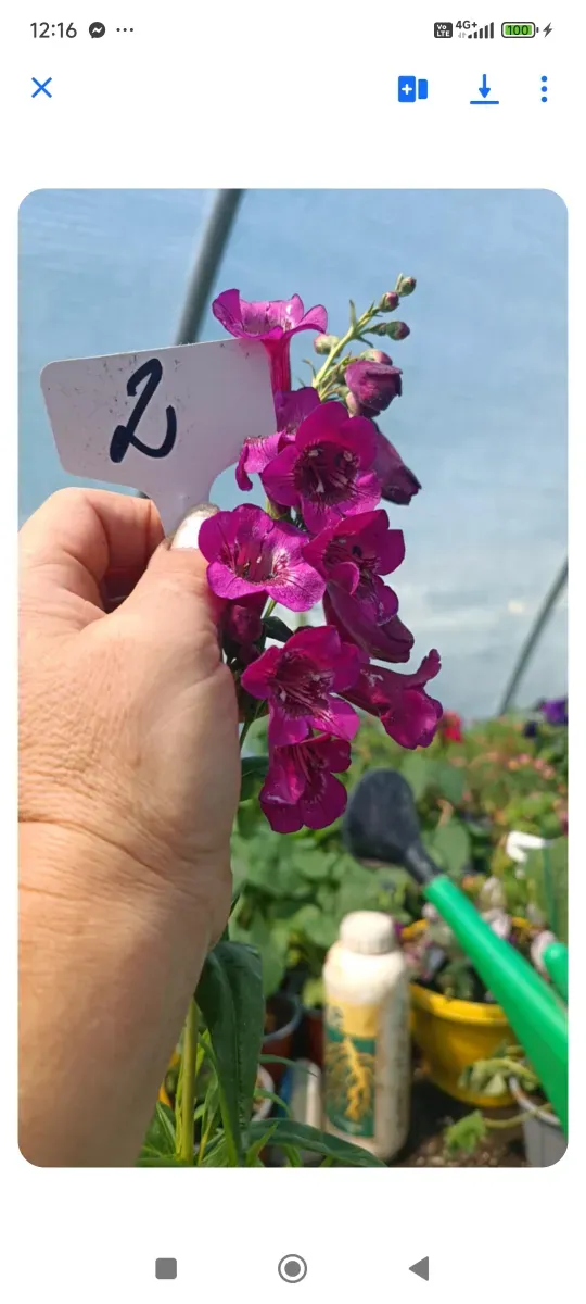 Penstemon violet închis - 0