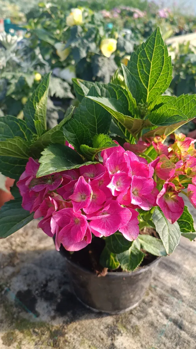 Hortensii perene de semiumbră - 0