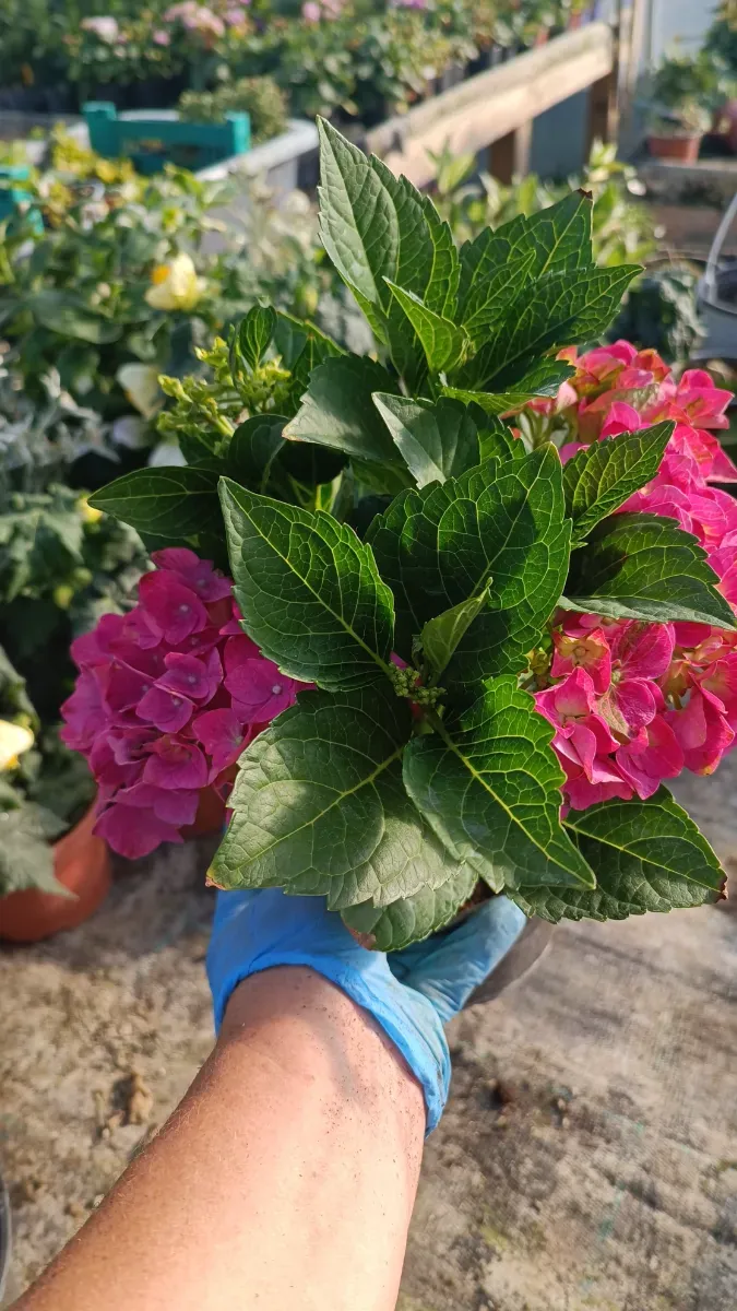 Hortensii perene de semiumbră - 1
