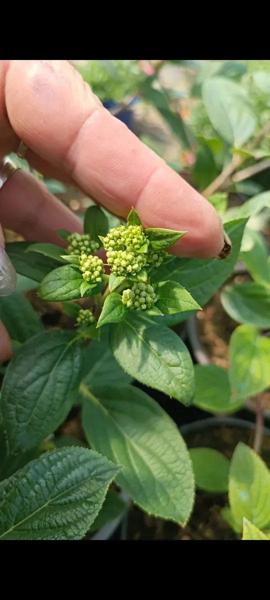 Hortensii paniculata Flori de soare semiumbră 3 Culori diferite 115 - 1