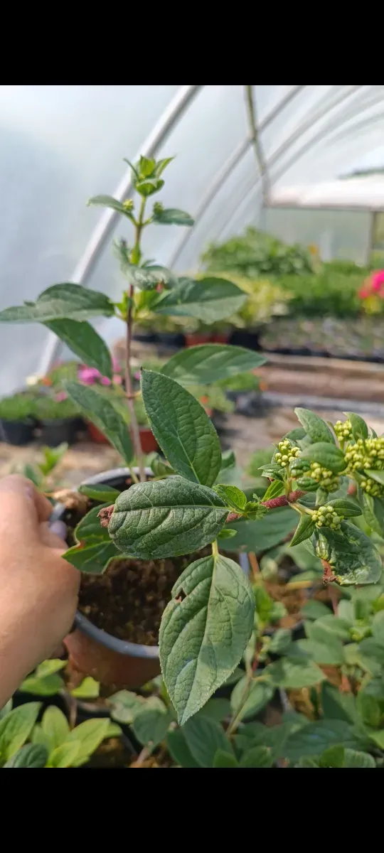 Hortensii paniculata Flori de soare semiumbră 3 Culori diferite 115 - 0