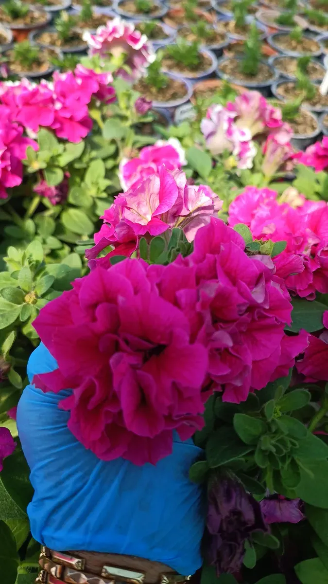 Petunia - 1