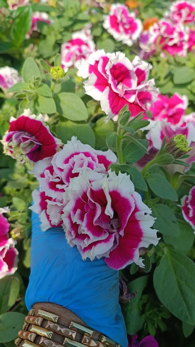 Petunia - 0