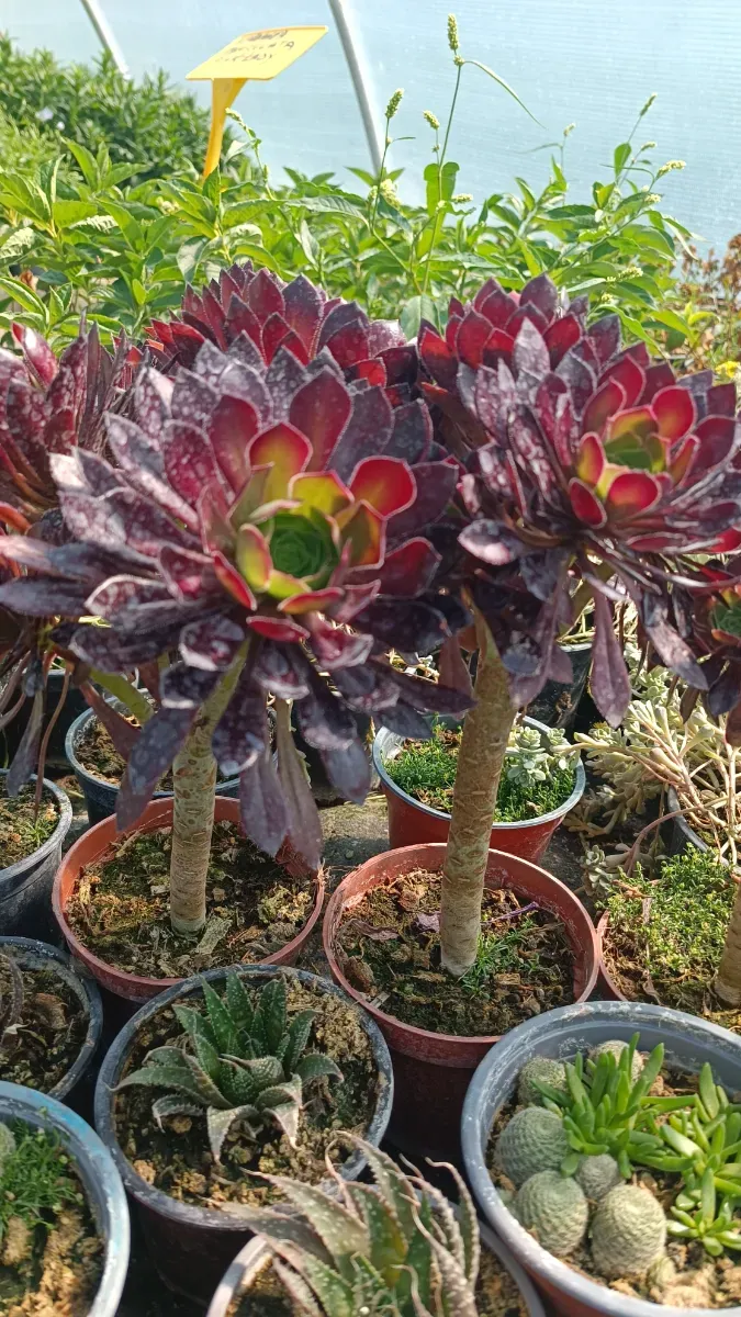 Aneonium - 0